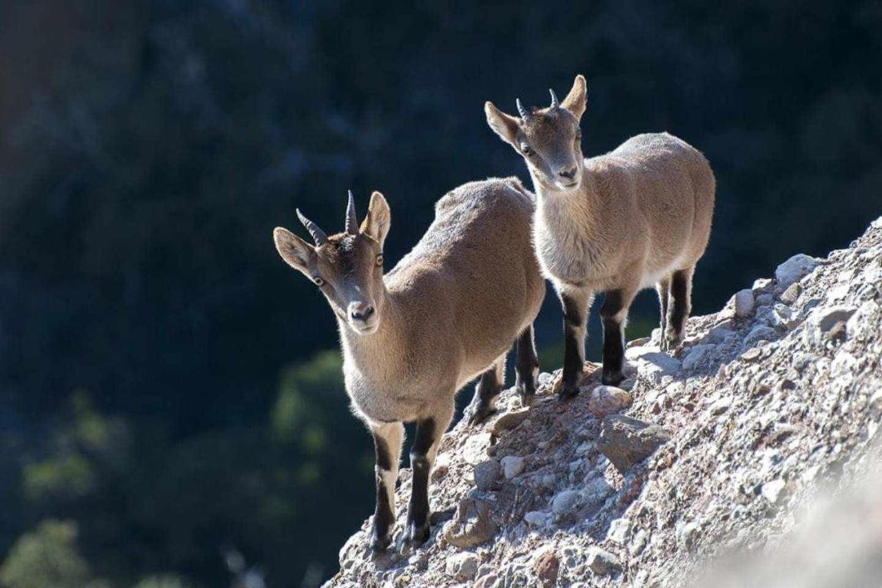 Xalet De La Muntanya El Brucmontserrat Luaran gambar